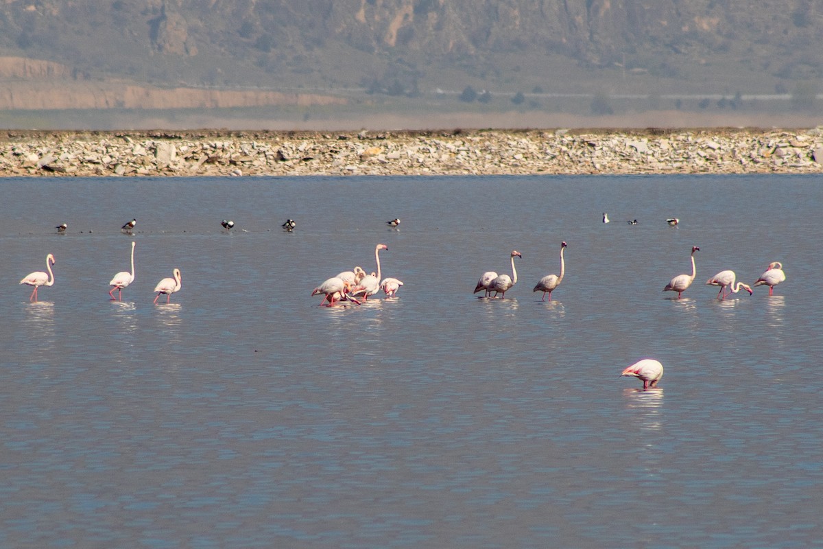 Greater Flamingo - ML620204043