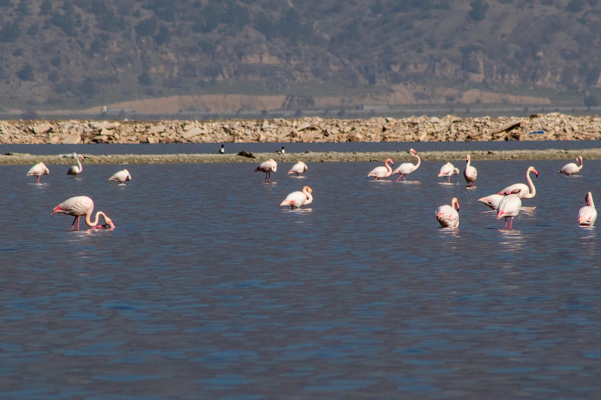 Greater Flamingo - ML620204044