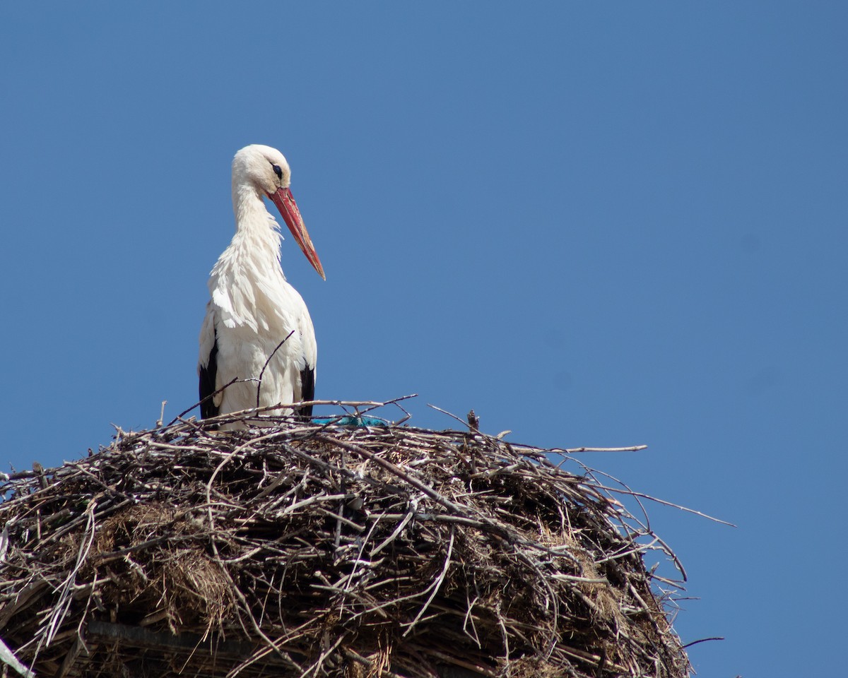 White Stork - ML620204052
