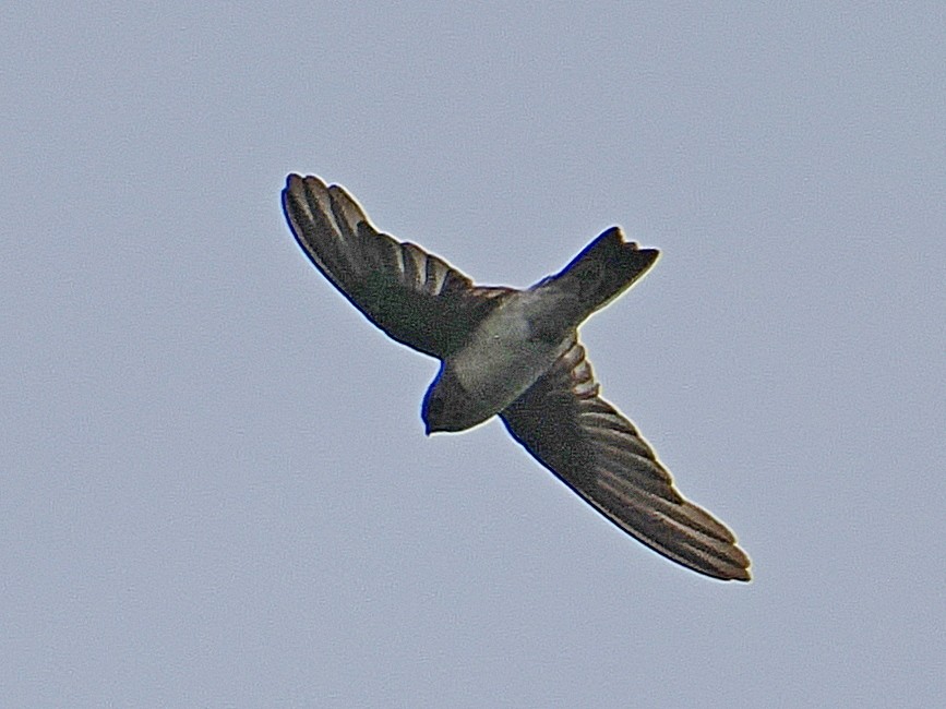 Germain's Swiftlet - ML620204056