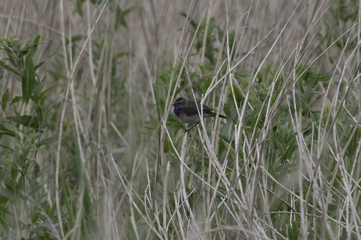 Blaukehlchen (Weißsterniges) - ML620204065