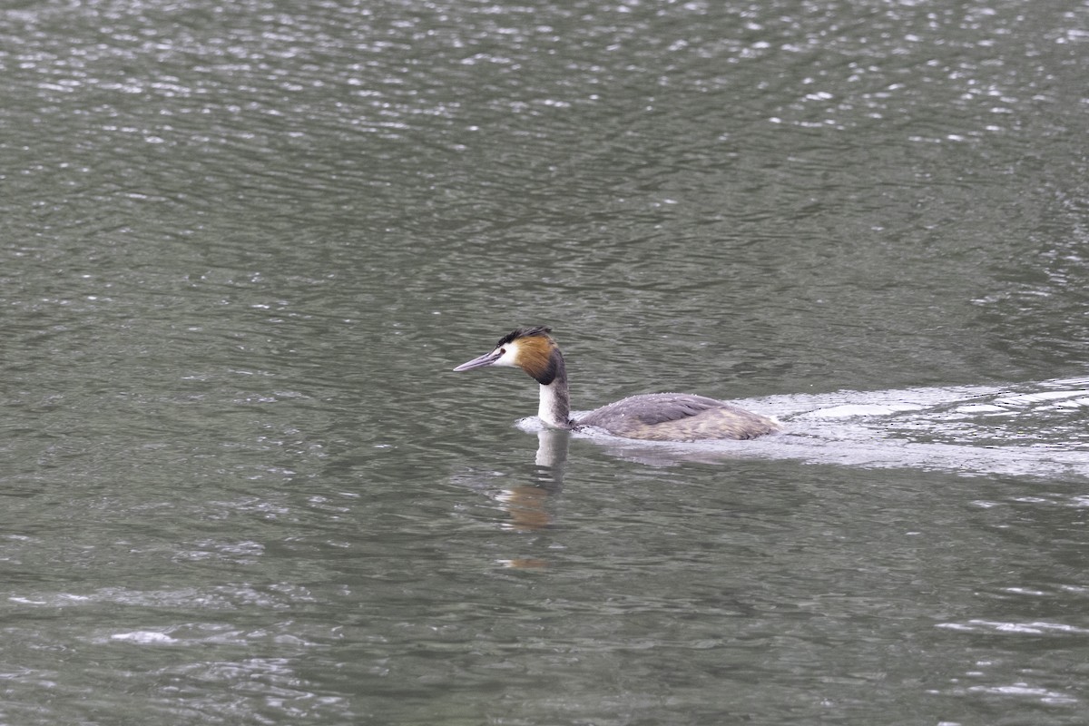 Great Crested Grebe - ML620204070