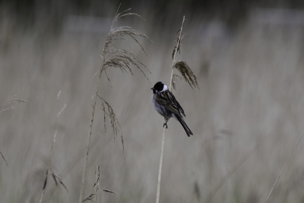 Reed Bunting - ML620204080