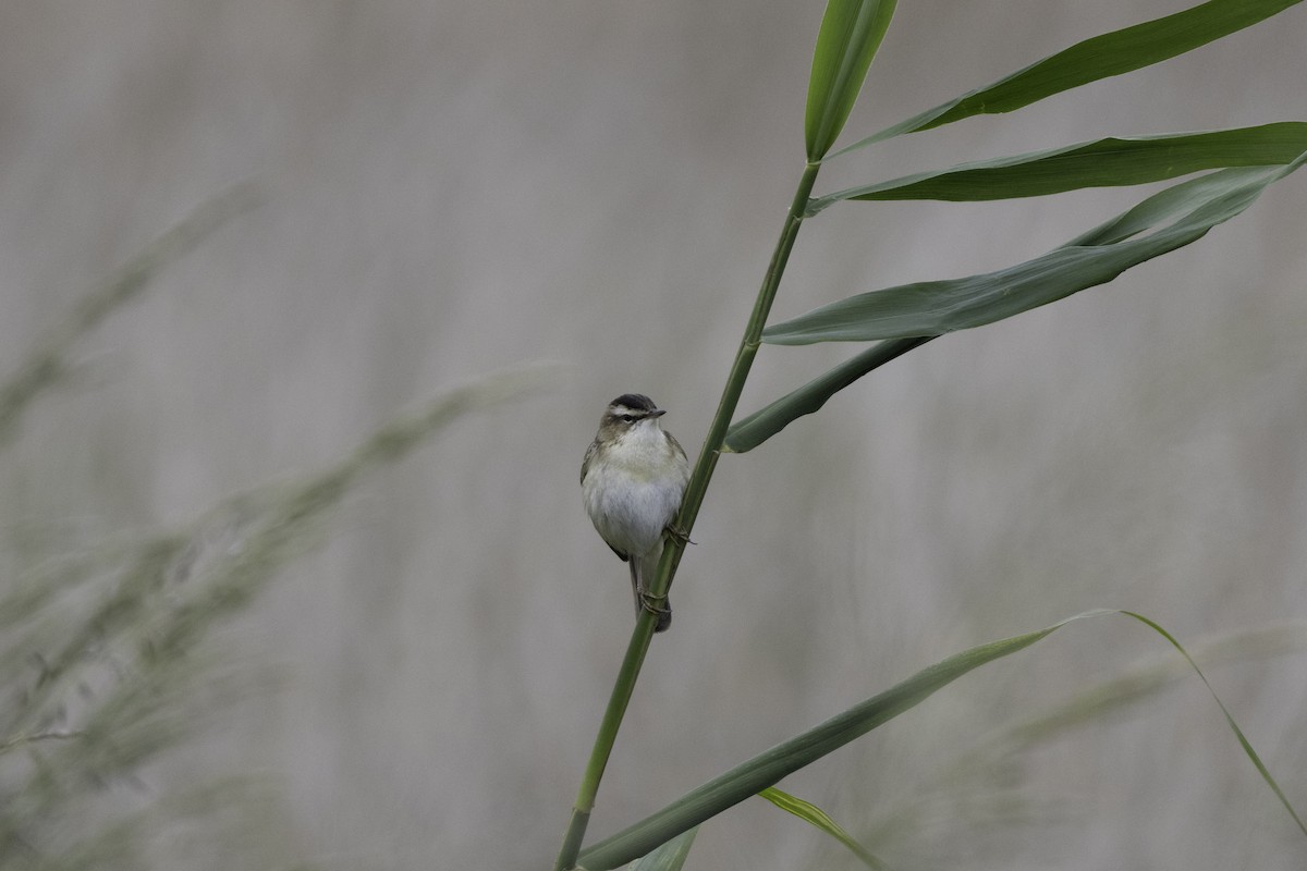 Sedge Warbler - ML620204087