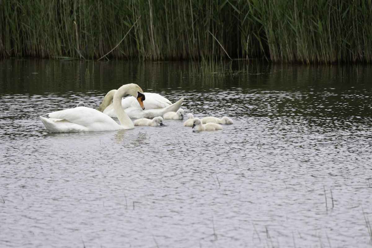 Mute Swan - Megan Howard