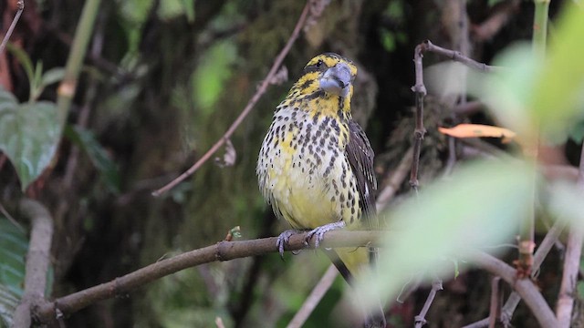 Spot-winged Grosbeak - ML620204096