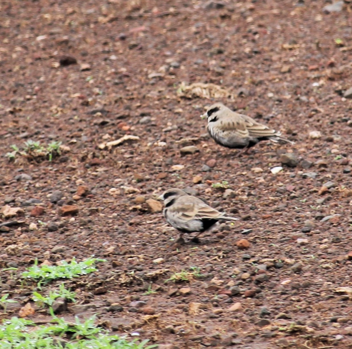 Ashy-crowned Sparrow-Lark - ML620204100