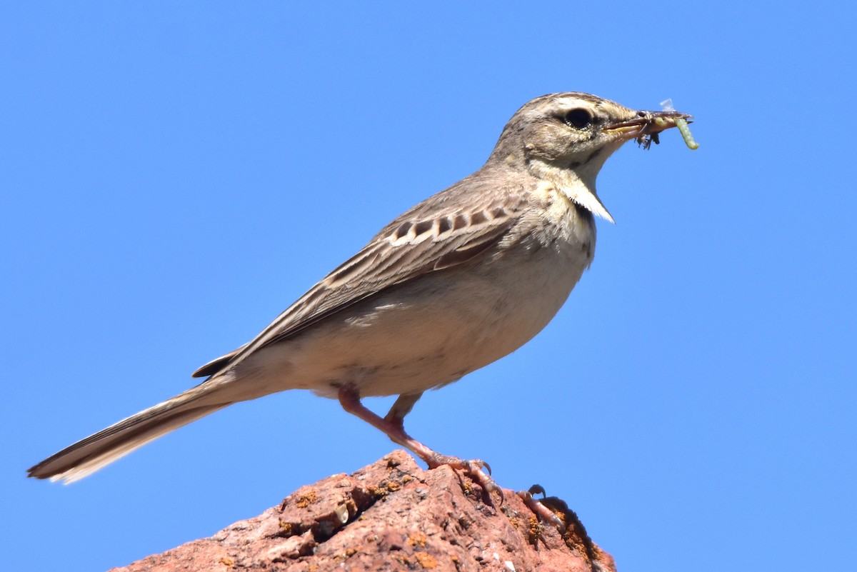 Bisbita Campestre - ML620204105