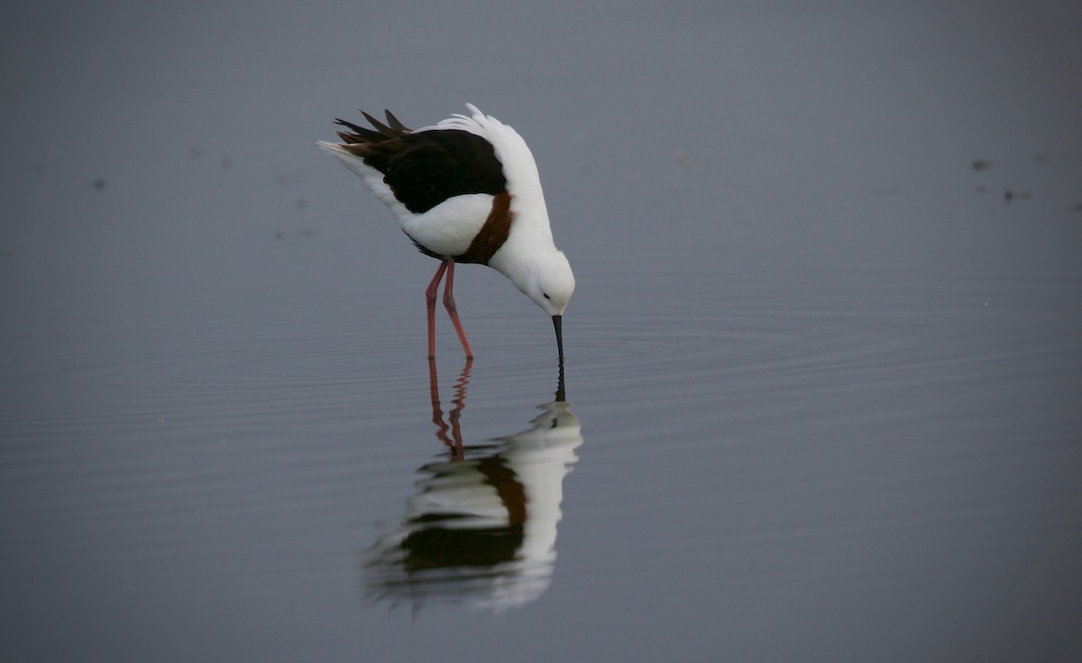 Banded Stilt - ML620204113