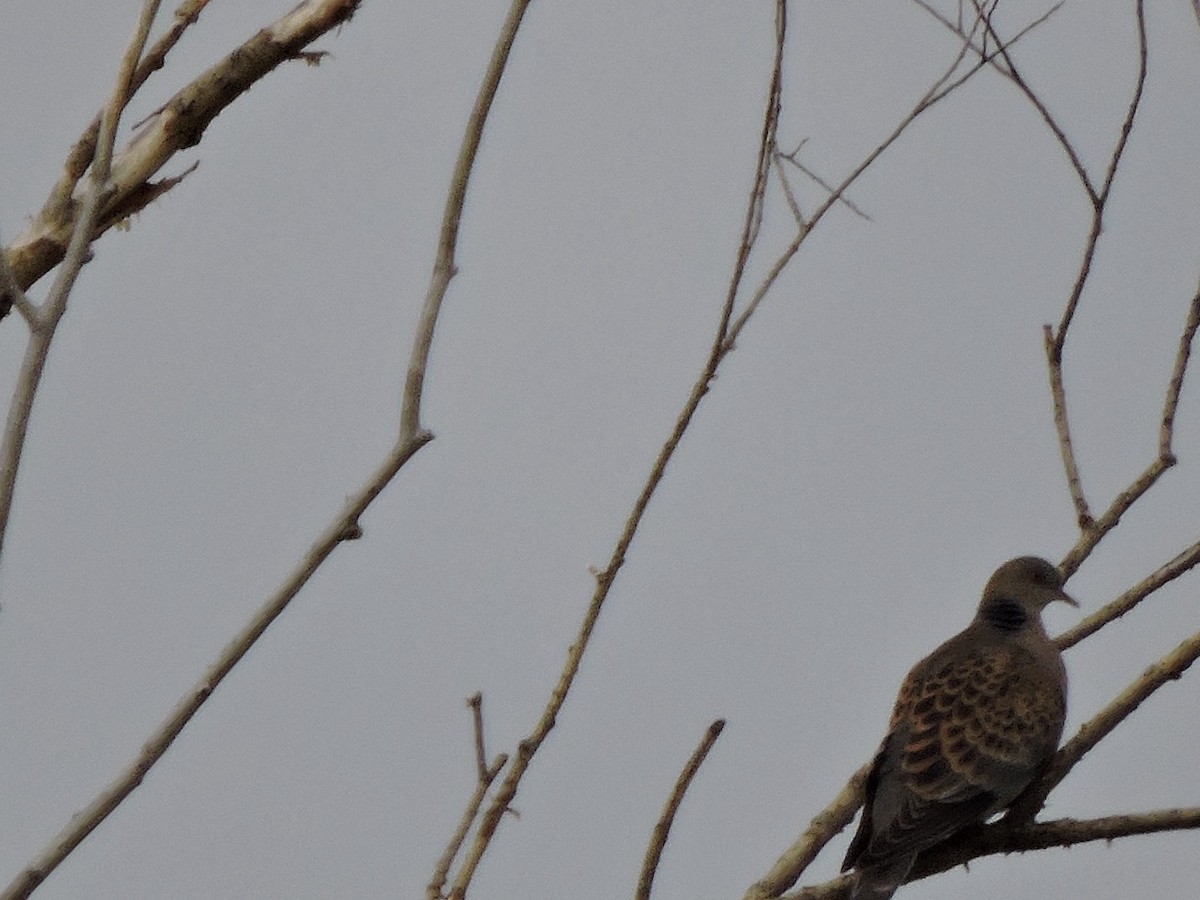 Oriental Turtle-Dove - ML620204117