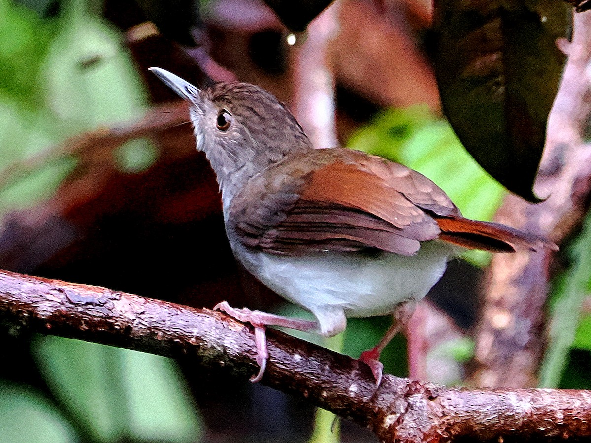 Sooty-capped Babbler - ML620204125