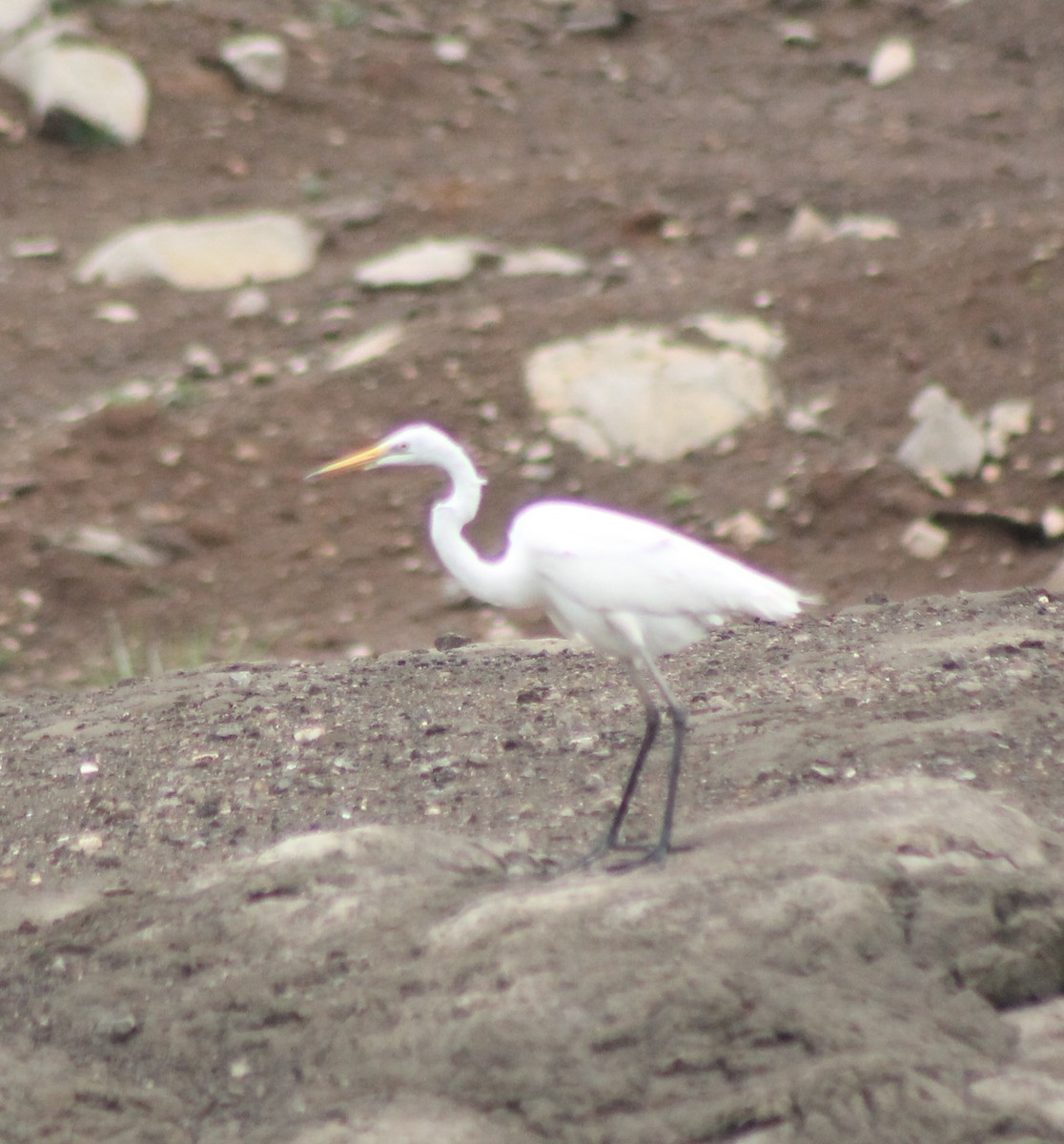 Great Egret - ML620204145