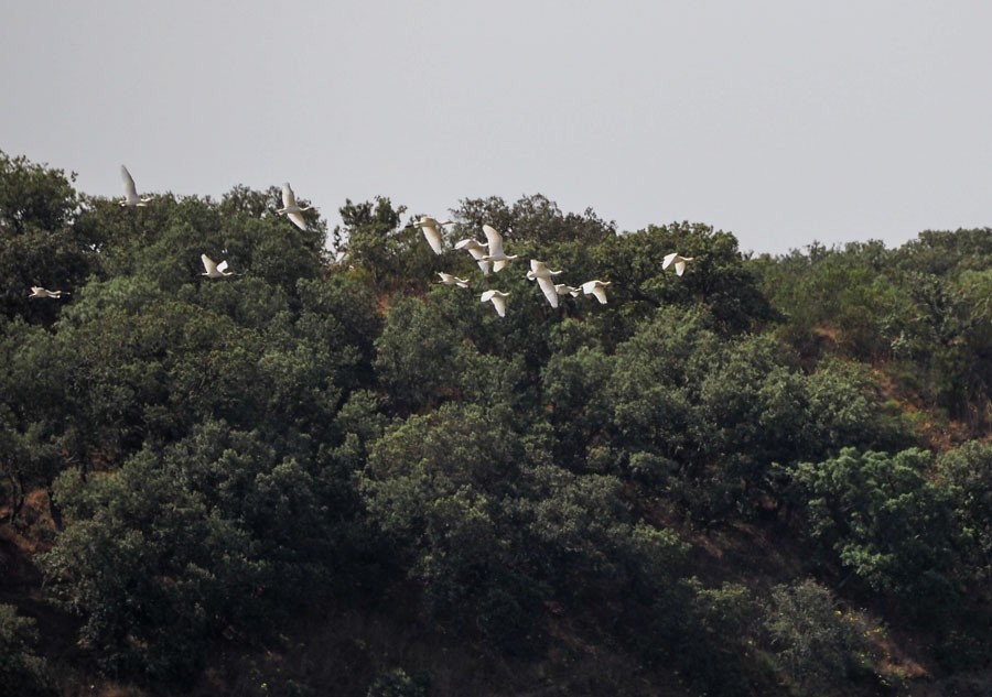 Eurasian Spoonbill - ML620204146