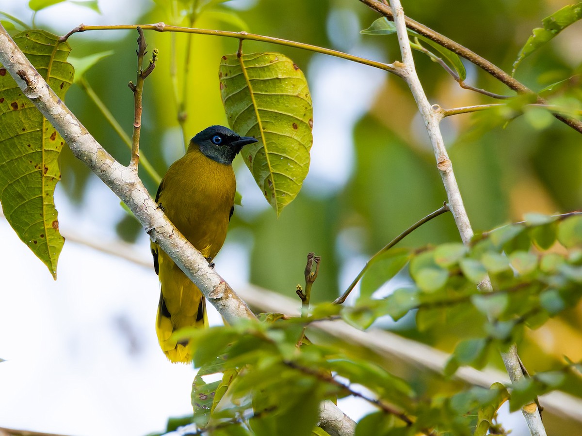 Bulbul cap-nègre - ML620204153