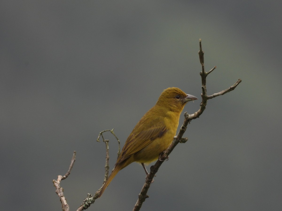 Hepatic Tanager - ML620204154