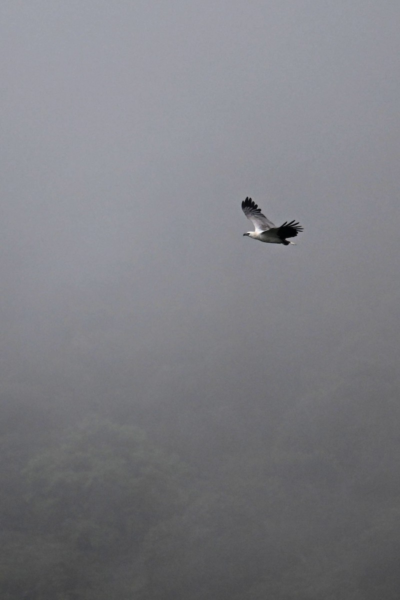 White-bellied Sea-Eagle - ML620204156