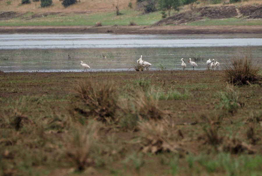 Eurasian Spoonbill - ML620204161