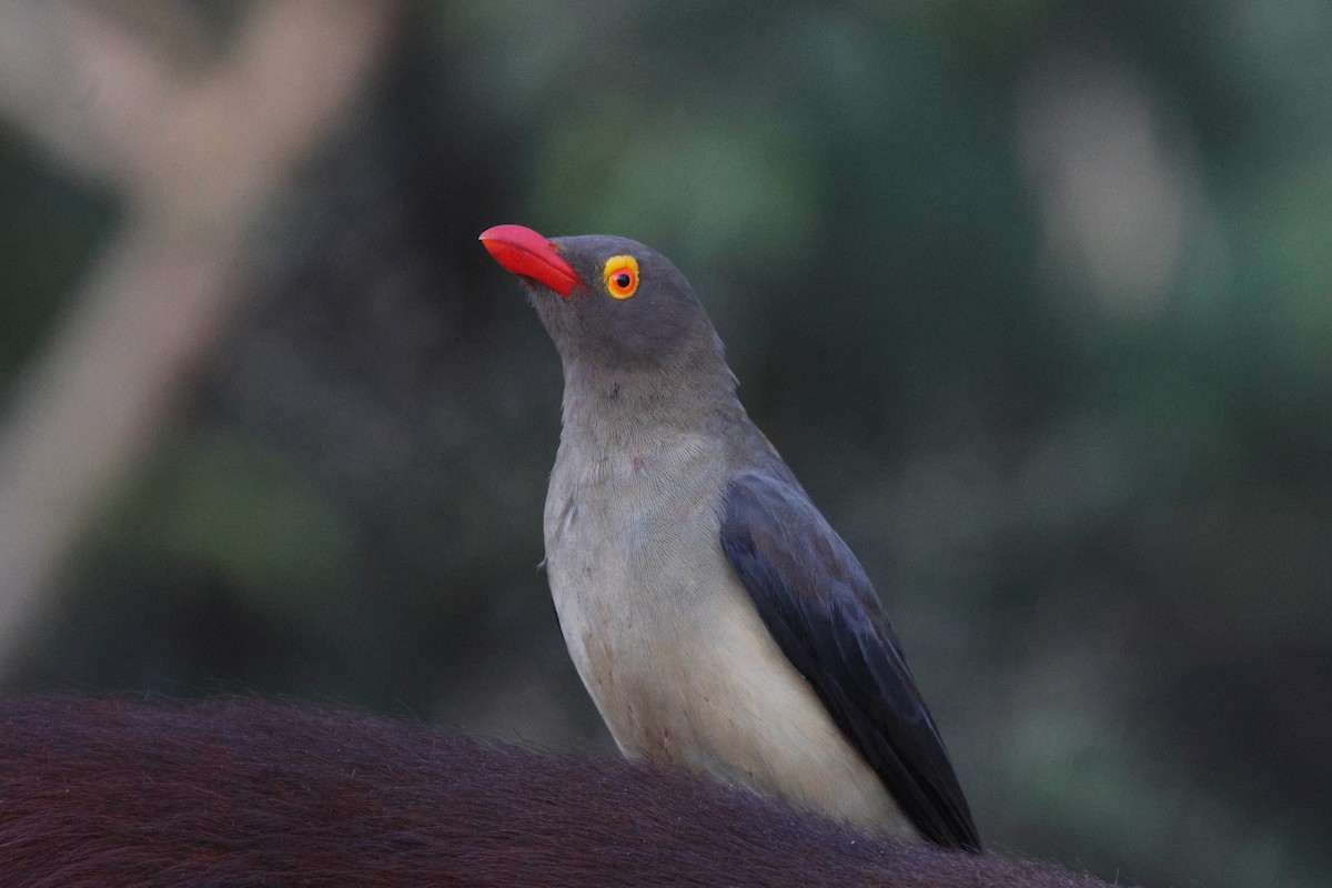 Red-billed Oxpecker - ML620204163