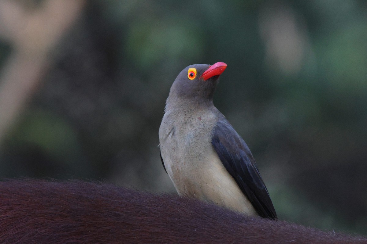 Red-billed Oxpecker - ML620204164