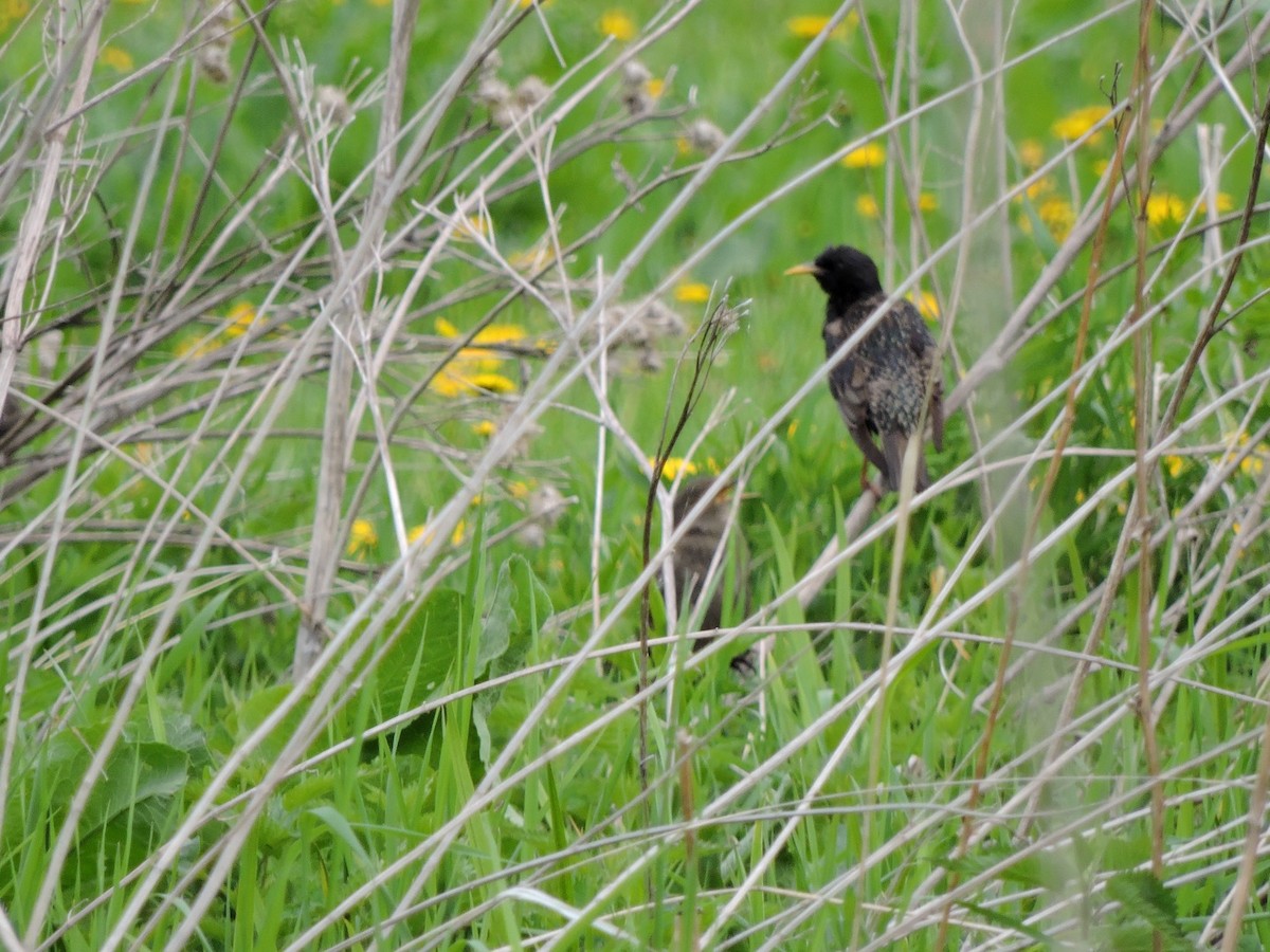 European Starling - ML620204171