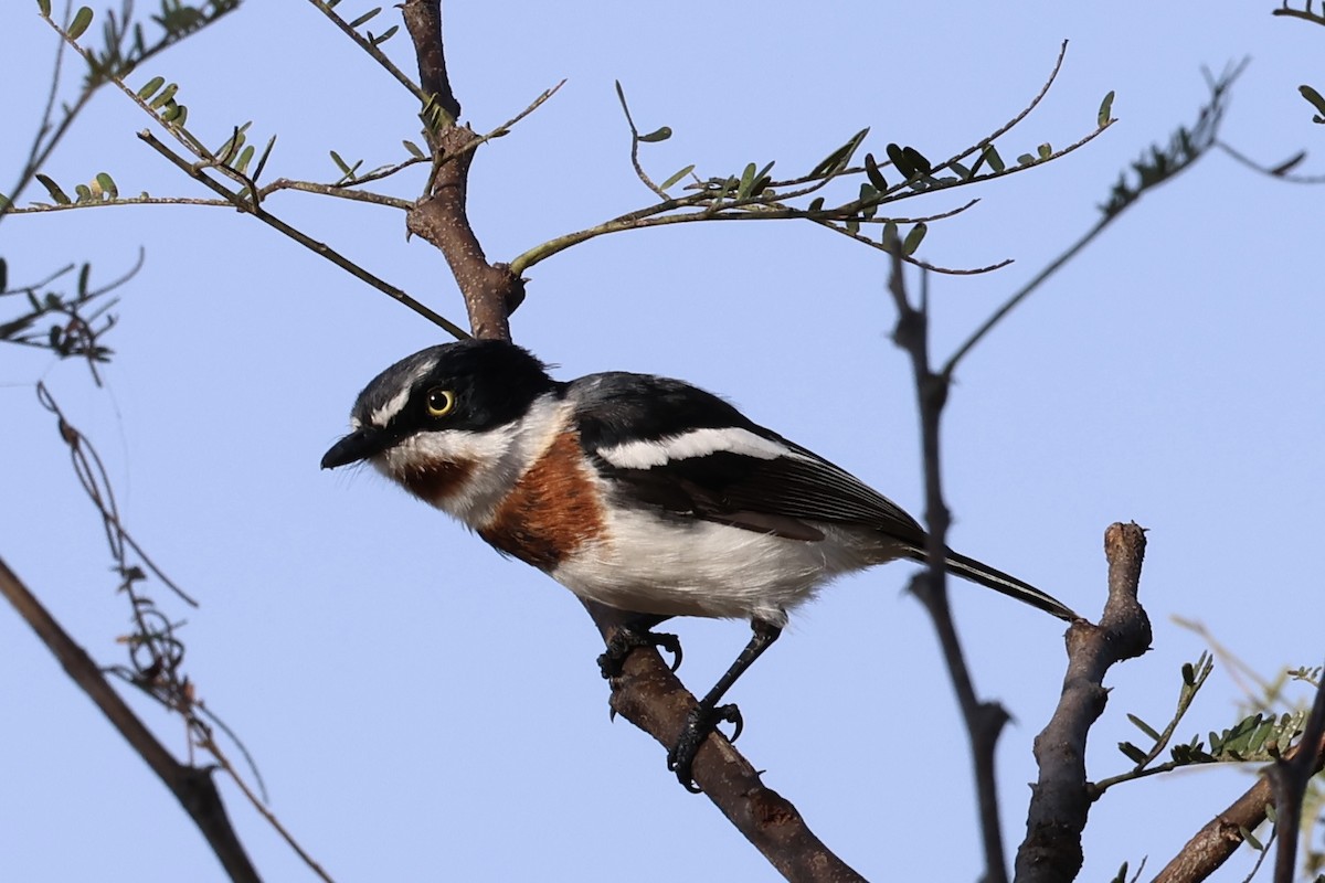 Chinspot Batis - ML620204172