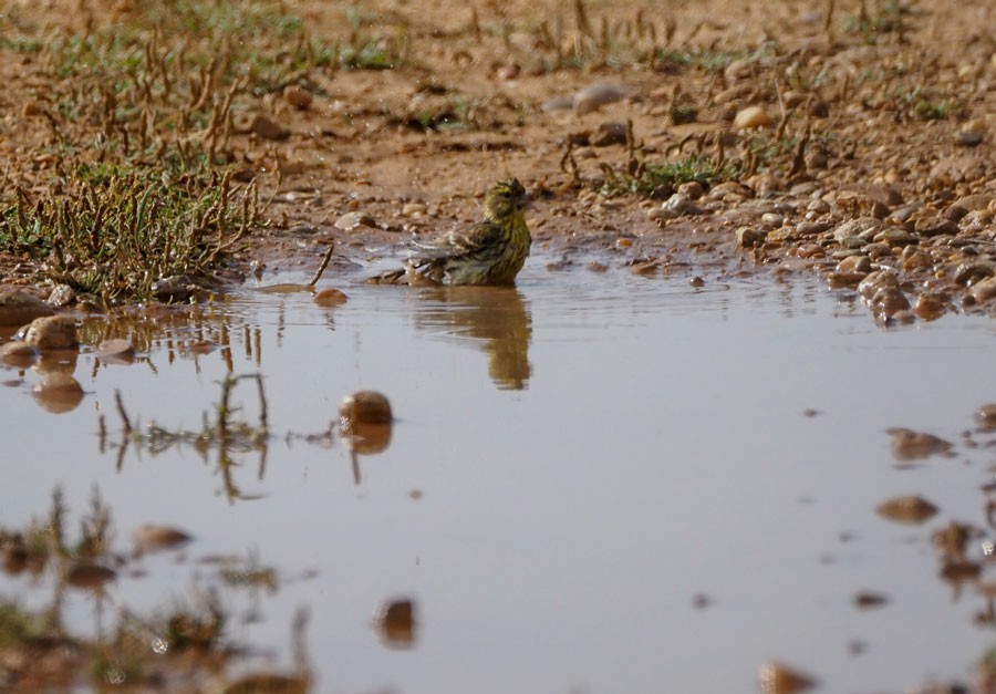 European Serin - ML620204173