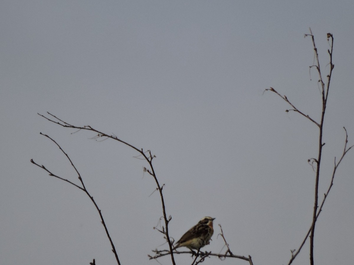 Whinchat - ML620204175
