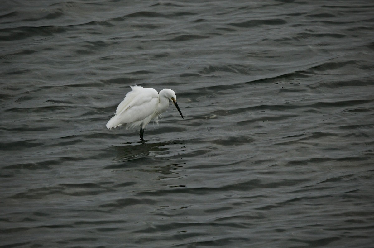 Little Egret - ML620204179