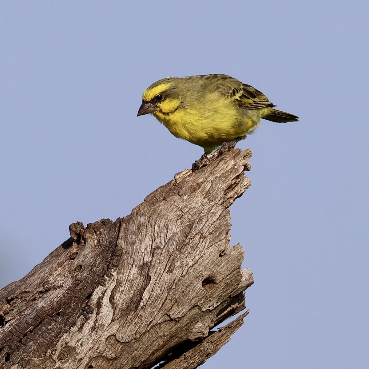 Yellow-fronted Canary - ML620204180