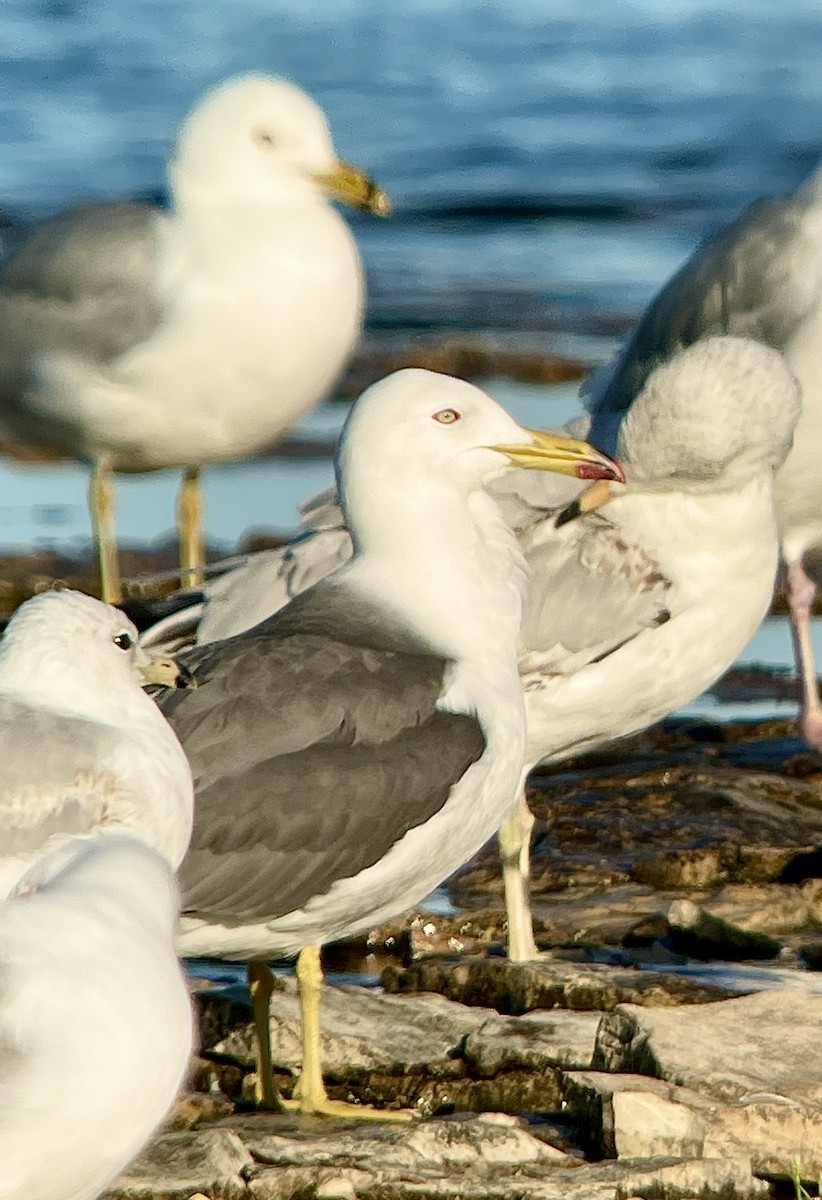 Black-tailed Gull - ML620204185