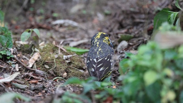 Spot-winged Grosbeak - ML620204189