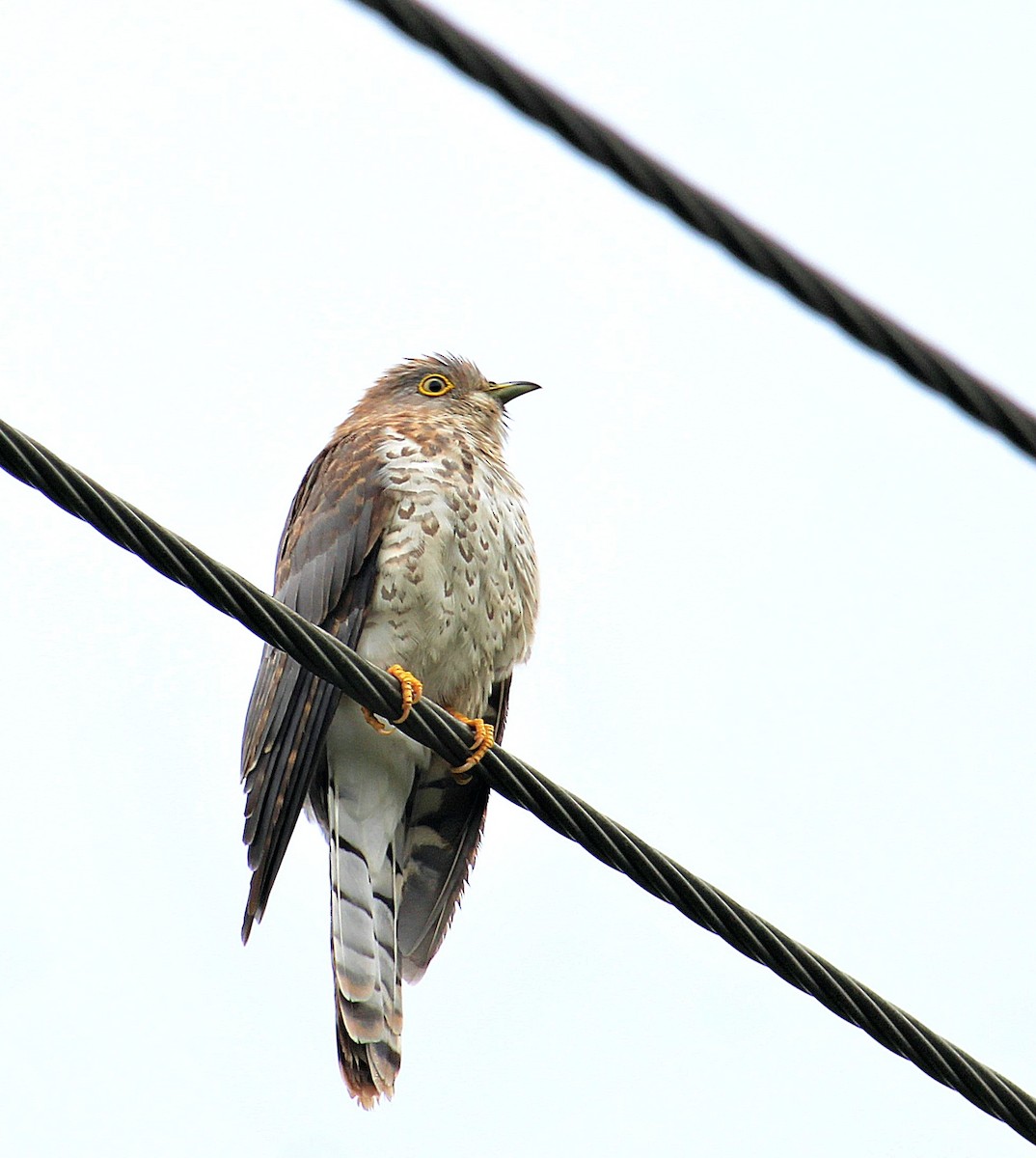 Common Hawk-Cuckoo - ML620204190