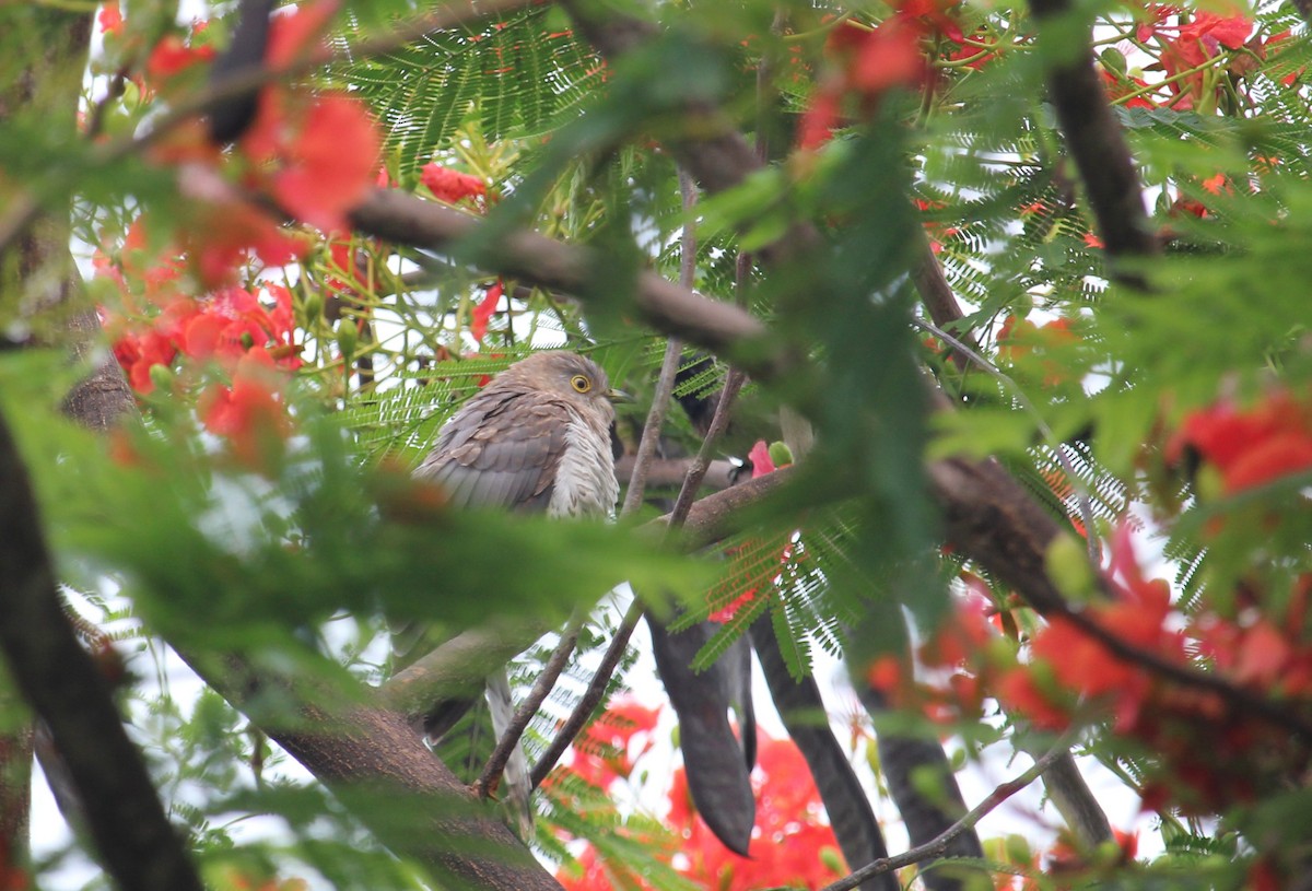 Common Hawk-Cuckoo - Dr Nandini Patil