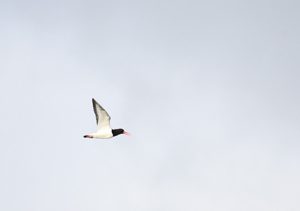 Eurasian Oystercatcher - ML620204192