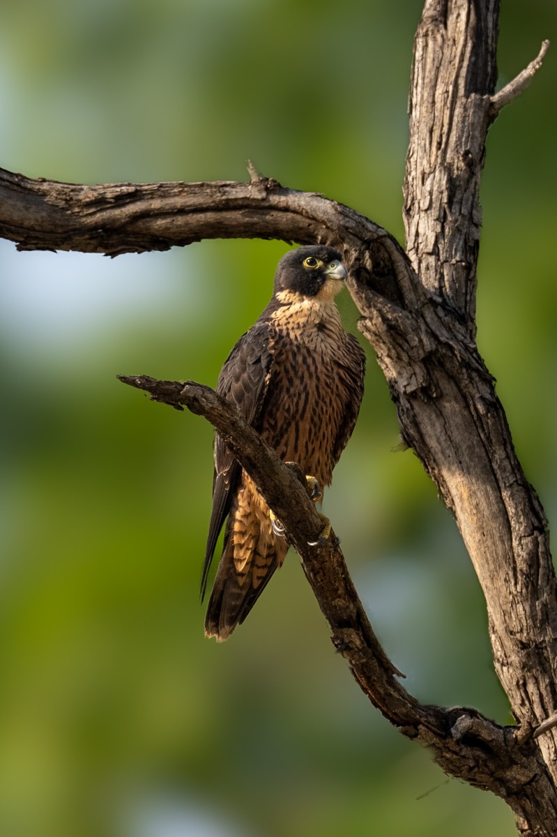 Peregrine Falcon - ML620204200