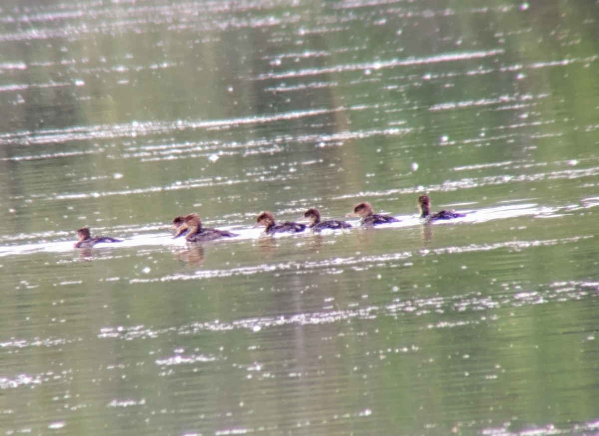 Hooded Merganser - ML620204206