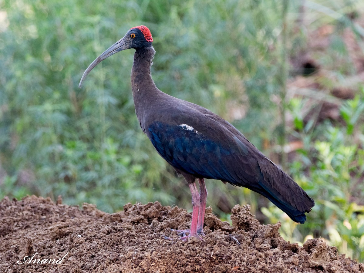 Red-naped Ibis - ML620204208