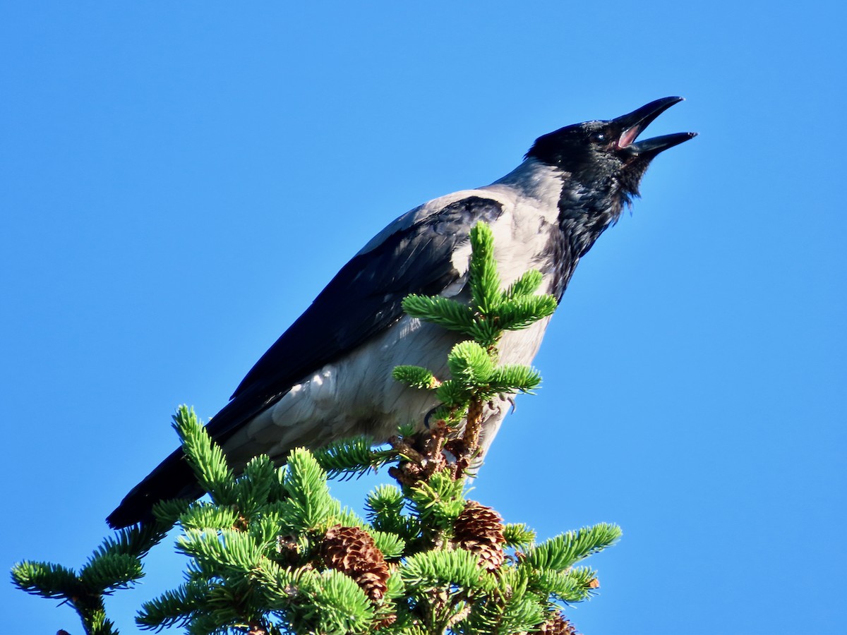 Hooded Crow - ML620204210