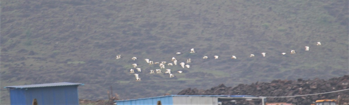 white egret sp. - ML620204212