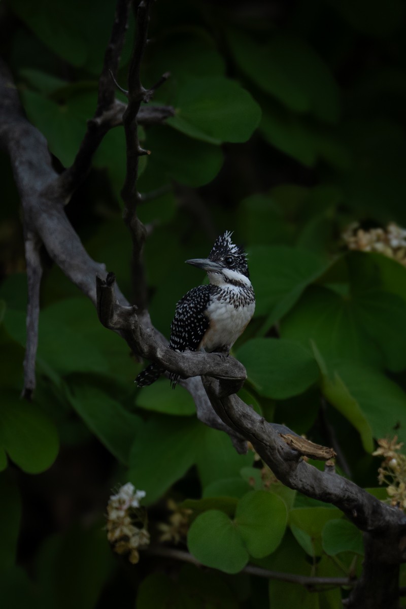 Crested Kingfisher - ML620204214
