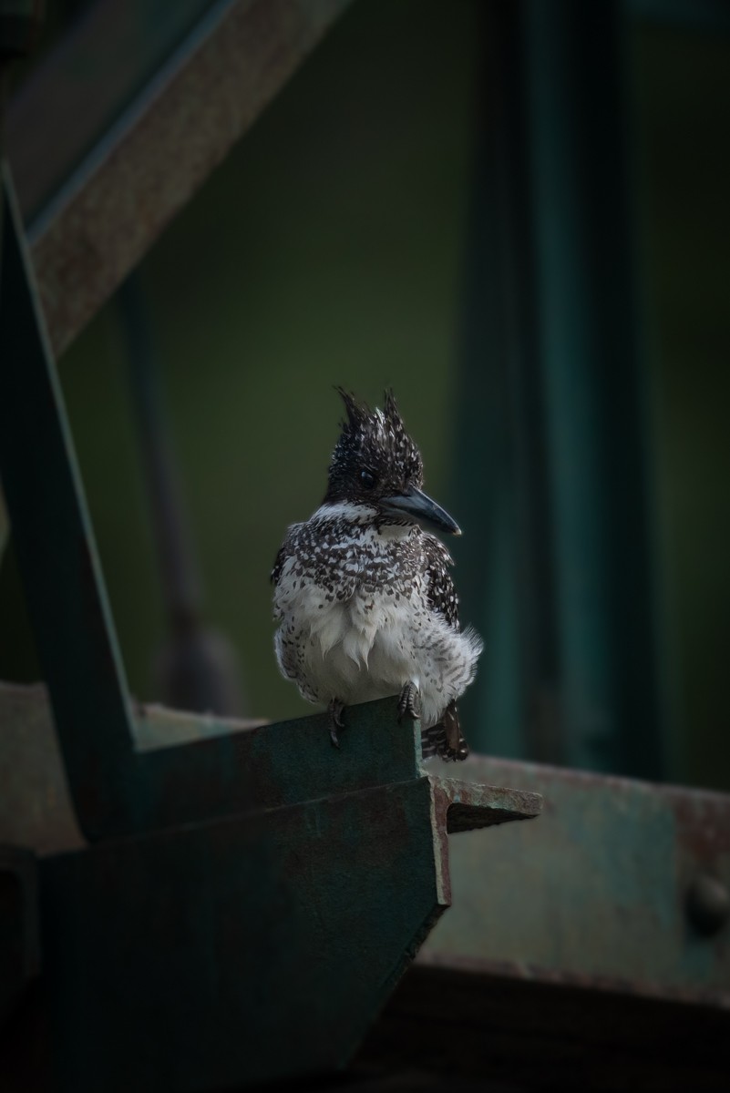 Crested Kingfisher - ML620204215