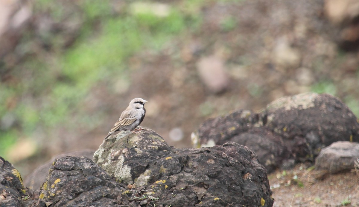 Ashy-crowned Sparrow-Lark - ML620204218