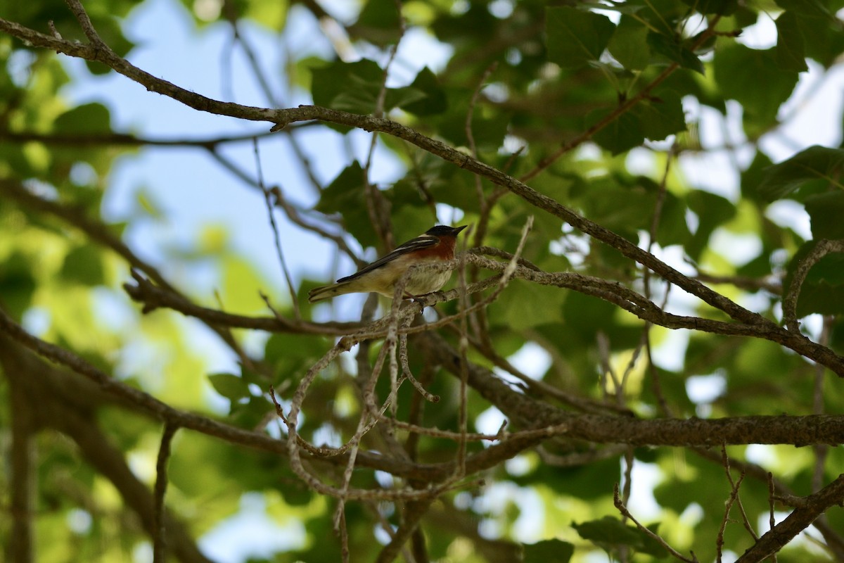 Bay-breasted Warbler - ML620204220