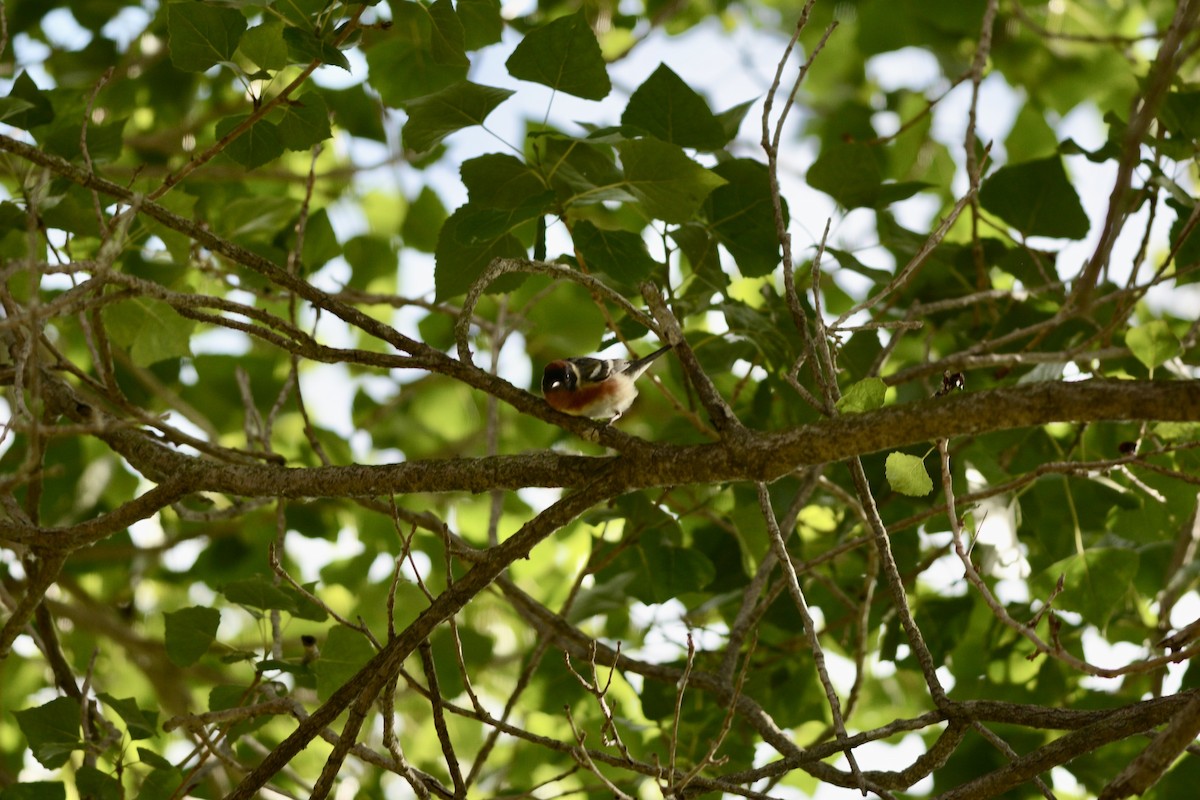 Bay-breasted Warbler - ML620204222