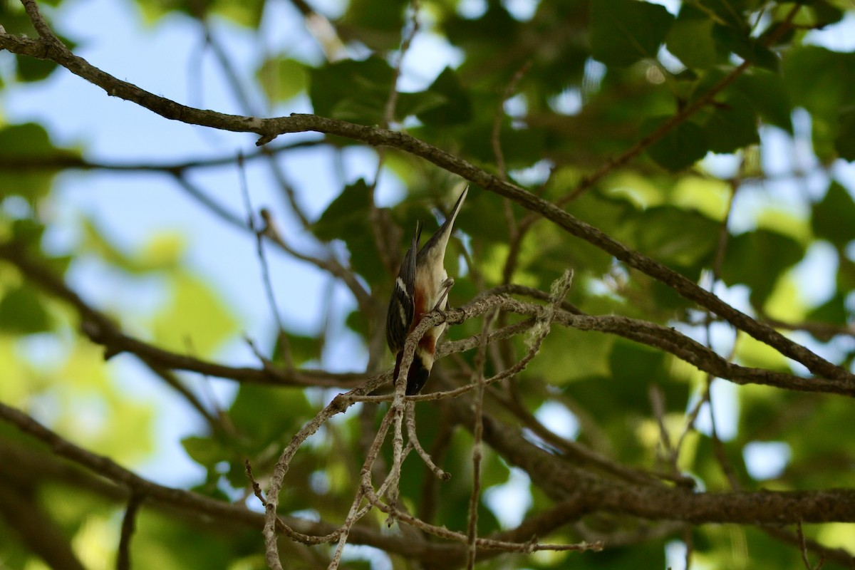 Bay-breasted Warbler - ML620204223
