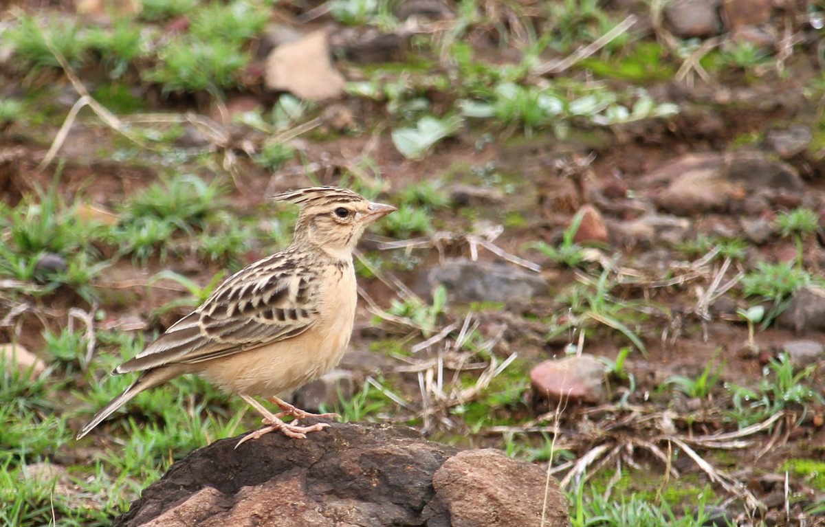 Tawny Lark - ML620204226