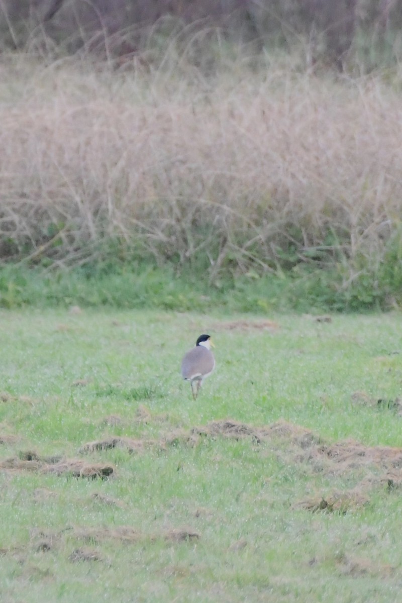 Masked Lapwing (Black-shouldered) - ML620204228