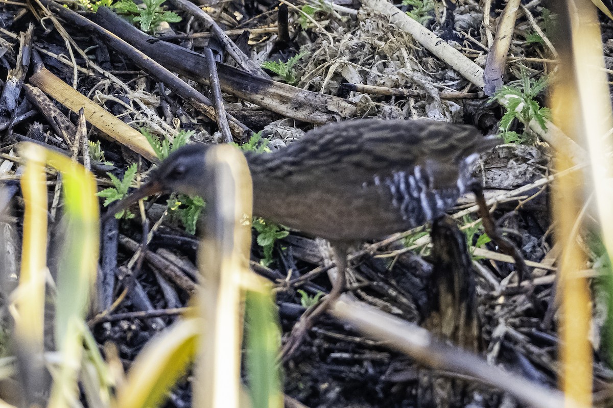 Virginia Rail - ML620204239