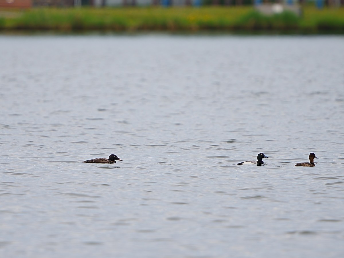 White-winged Scoter - ML620204246