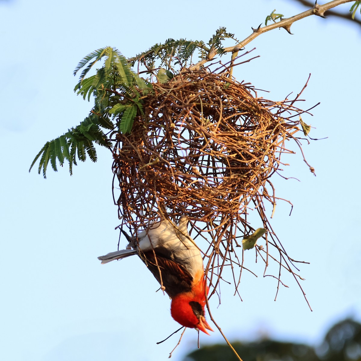 Red-headed Weaver - Michael Pazzani